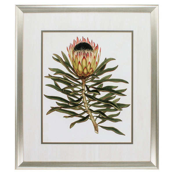 26' X 30' Aged Silver Frame Antique Protea Vi